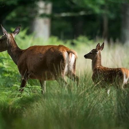 Maison Au Milieu Des Bois Et Des Animaux Jouy-le-Potier Ngoại thất bức ảnh