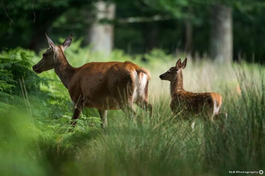 Maison Au Milieu Des Bois Et Des Animaux Jouy-le-Potier Ngoại thất bức ảnh