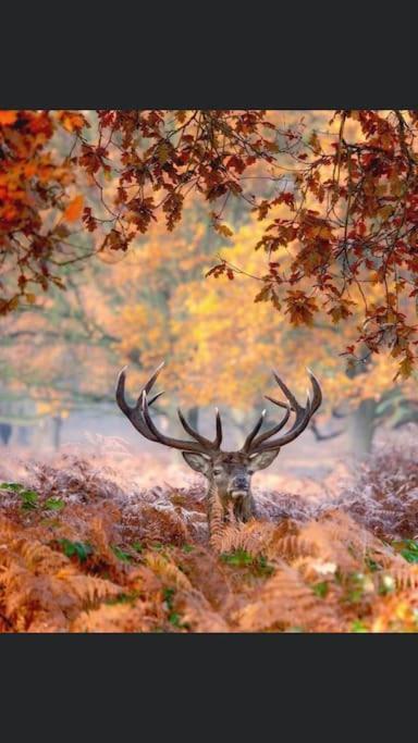 Maison Au Milieu Des Bois Et Des Animaux Jouy-le-Potier Ngoại thất bức ảnh