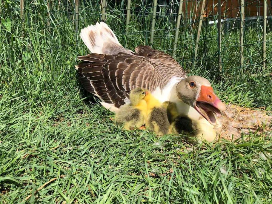 Maison Au Milieu Des Bois Et Des Animaux Jouy-le-Potier Ngoại thất bức ảnh