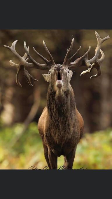 Maison Au Milieu Des Bois Et Des Animaux Jouy-le-Potier Ngoại thất bức ảnh